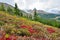 Alpine flowers on the foreground and Canadian Rockies on the background. Icefields Parkway between Banff and Jasper