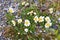 Alpine flowers of Norway