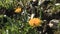 Alpine flowers on Schoenjoch, Fiss, Tirol, Austria