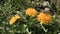 Alpine flowers on Schoenjoch, Fiss, Tirol, Austria