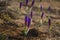 Alpine flowers. Two newborn violet crocus flowers coming up from under the of fallen leaves close up showing first hints