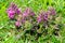 Alpine flowers: Whorled lousewort (Pedicularis verticillata)
