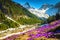Alpine flowery glade with purple crocus flowers, Carpathians, Romania