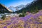 Alpine flowery meadow with purple crocus flowers, Carpathians, Romania