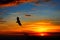 Alpine flying eagle in sunset