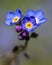 Alpine Forget-Me-Not Flowers