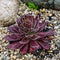 Alpine Garden Succulent