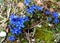 Alpine Gentian wildflowers. Close up.