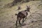 Alpine goat on grazing