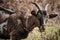 Alpine goat on grazing