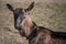 Alpine goat on grazing