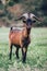 Alpine goat on a pasture