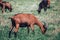 Alpine goats grazing on meadow