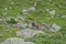 Alpine goats on the rocks, mount Bianco, mount Blanc, Alps, Italy