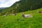 Alpine gray cow. Mountain landscape in summer, Italian Dolomites