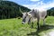 Alpine gray cow. Mountain landscape in summer, Italian Dolomites. Alps, Dolomites, Trentino Alto Adige, Val Venegia