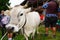 Alpine gray cow. White cow with horns in Dolomites area. Alpine cow. Portrait of a gray beautiful cow