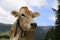 Alpine gray cow. White cow with horns in Dolomites area. Alpine cow. Portrait of a gray beautiful cow. A grey alpine cow in a