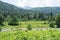 Alpine green meadows in Abkhazia