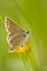 Alpine Heath butterfly