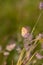 Alpine heath butterfly coenonympha gardetta on a blade of grass in mountain meadow of Pfossental Naturpark Texelgruppe Schnals