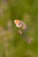 Alpine heath butterfly coenonympha gardetta on a blade of grass in mountain meadow of Pfossental Naturpark Texelgruppe Schnals