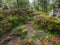 Alpine hiking trail with flowering Alpine rose shrubs