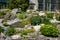 Alpine hill of stones and plants