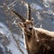 Alpine horned mammal named steinbock or capra ibex in mountain