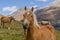 Alpine horse on Tirol Mountains. Brown gee on mountain background