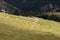 Alpine horse on Tirol Mountains. Brown gee on mountain background