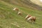 Alpine horse on Tirol Mountains. Brown gee on mountain background