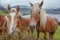 Alpine horses by lake Zell am See, Austria