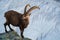 Alpine ibex