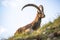 Alpine ibex