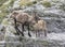 Alpine Ibex