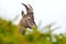 Alpine Ibex, Capra ibex, detail portrait of young animal, National Park Gran Paradiso, Italy. Autumn landscape wildlife scene with