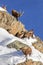 Alpine ibex (Capra ibex) family - Italian Alps
