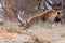 Alpine ibex (Capra ibex) fighting - Italian Alps