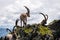 Alpine ibex (Capra ibex) goats resting on a mountain during sunrise