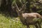 Alpine ibex Capra ibex in the high mountains between mountain pines