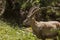 Alpine ibex Capra ibex in the high mountains between mountain pines