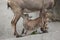 Alpine ibex (Capra ibex ibex).