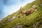 Alpine ibex - Capra Ibex pasturing and mating and dueling in Slovenian Alps. Typical horned animal of the high mountains