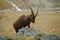 Alpine Ibex, Capra ibex, portrait of big antler animal with rocks in background, in the nature stone mountain habitat, valley in t