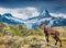 Alpine Ibex Capra Ibex on the Wetterhorn mount background.