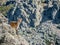 Alpine ibex female on the top of the valley