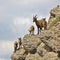 Alpine ibex kindergarten seen on Mount Niederhorn. Wild goat living in the Alps.