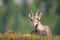 Alpine Ibex (lat. Capra ibex) in swiss alps