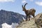 Alpine Ibex male - Capra ibex - Alps, Switzerland